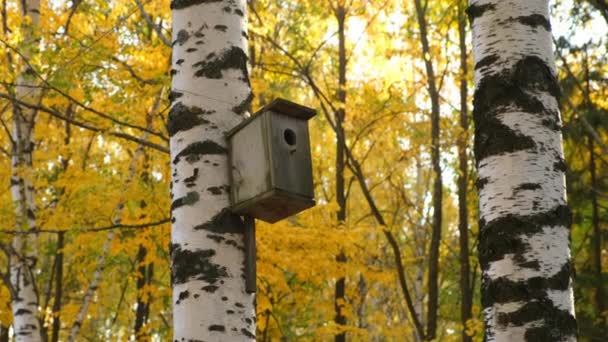 Holzvogelhaus für die Vögel auf Birkendampf im Stadtpark, Nahaufnahme. — Stockvideo