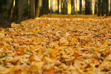 Sonbahar kenti parkında, zemin sarı yapraklarla kaplı, yakın plan manzaralı bir sokak..