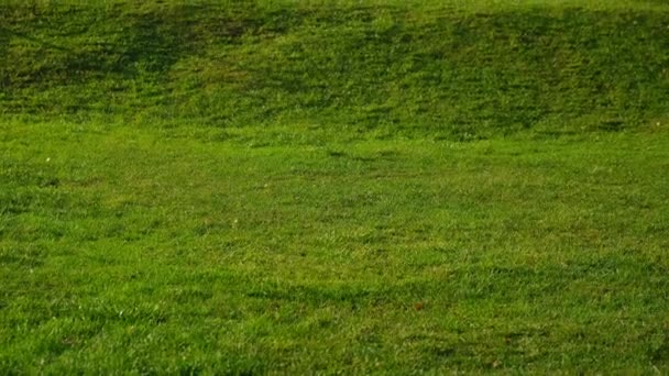 Campo verde brilhante, gramado com cortar grama uniforme e pequenas colinas. — Vídeo de Stock