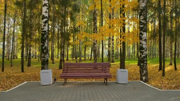 Banc en bois dans le parc de la ville d'automne parmi les bouleaux près du chemin d'asphalte. — Video