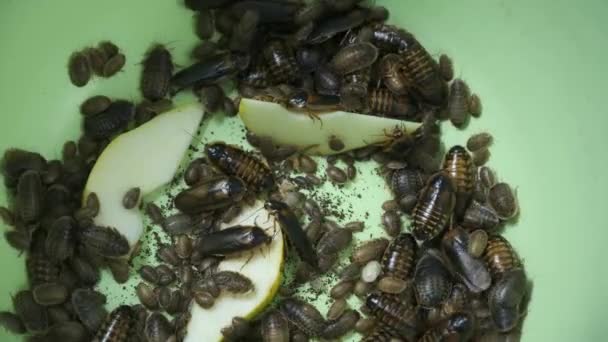 Muchas cucarachas argentinas comiendo pera arrastrándose en la pelvis, vista de cerca. — Vídeos de Stock