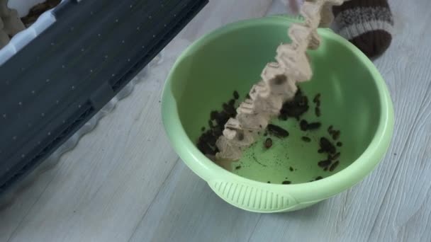 Člověk čistí terárium s velkými šváby a přesouvá hmyz do pánve. — Stock video