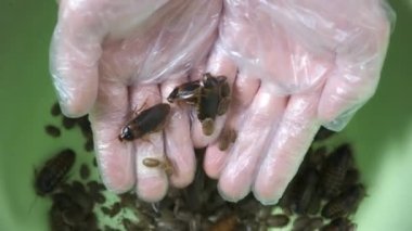 Bir sürü Arjantinli hamamböceği ellerinin arasında..