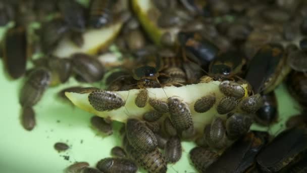 Many argentine cockroaches small and large crawl in the pelvis, closeup view. — Stock Video