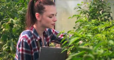Agronomist kadın biber teftişi yapıyor ve tablete göstergeler koyuyor..