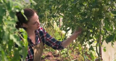 Agronomist kadın domatesleri denetliyor ve tablete göstergeler koyuyor..