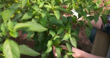 Kadın bahçıvan serada taze biber yetiştiriyor, yakın çekim manzaralı..