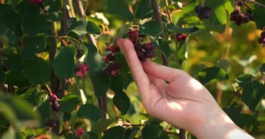 Kadın bahçıvan meyve bahçesindeki çilek ağacını teftiş ediyor..