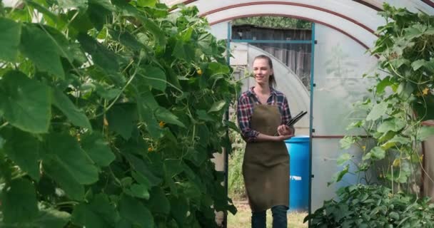 Agronomist vrouw voert inspectie van komkommers met tablet in kas. — Stockvideo