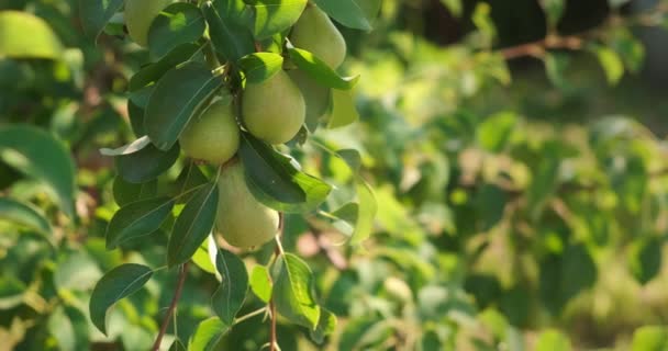 Éretlen zöld organikus körte a faágakon a gyümölcsös kertben, közelkép. — Stock videók