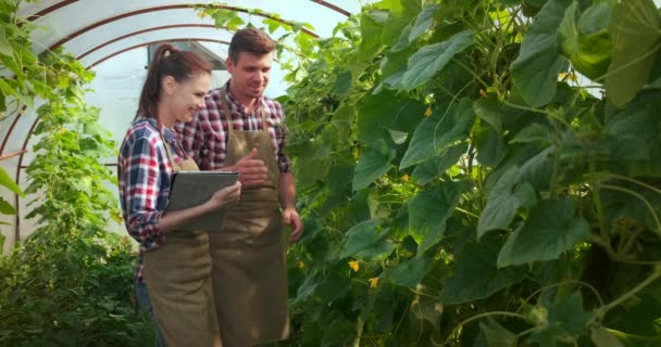 Agronomer kvinna och man med tablett arbetar i växthus med gurkor. — Stockvideo