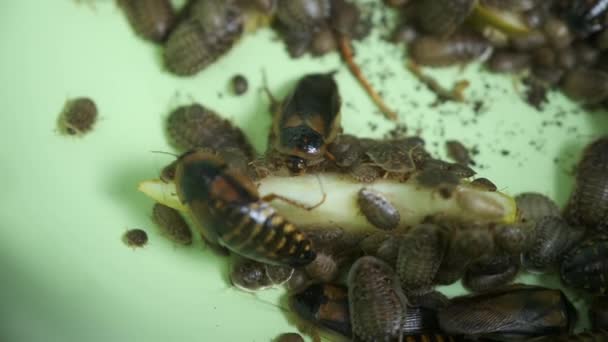 Mnoho argentinských švábů malé a velké plazit se v pánvi, detailní pohled. — Stock video