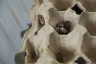 Pek çok küçük ve büyük Arjantin hamamböcekleri teraryumda sürünüyor, yakından bakıyorlar..