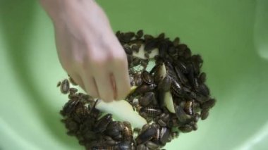 Pek çok Arjantinli hamamböceği, leğen kemiğinde sürünen armut yiyor..