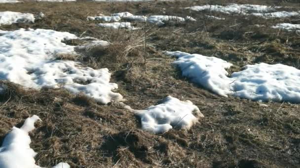 Derretimiento de la nieve en los últimos años hierba a principios de primavera en la naturaleza, vista de cerca. — Vídeos de Stock