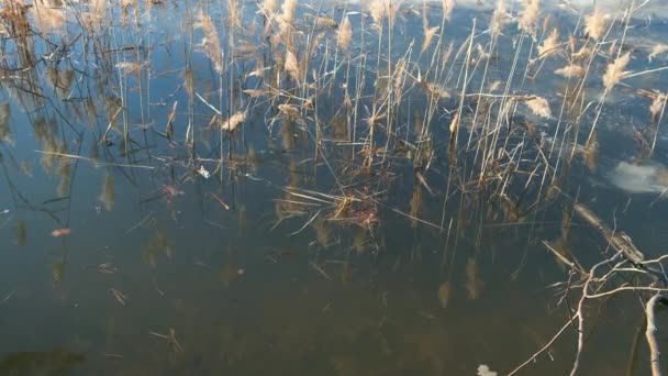 Rákosí a zamrzlé jezero pokrylo tající sníh brzy na jaře. — Stock video