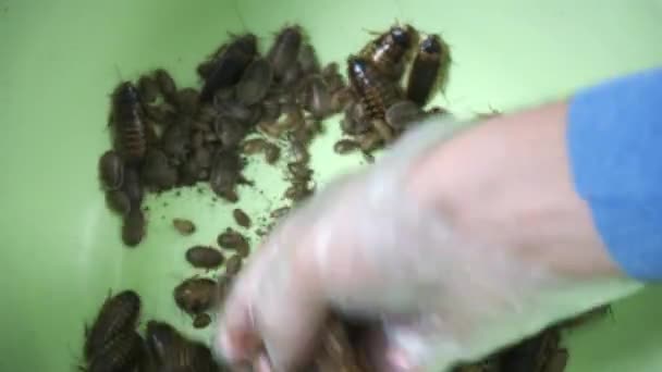 L'uomo tiene in mano molti scarafaggi argentini e lo mostra, vista da vicino. — Video Stock