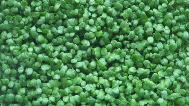 Micro-verde con piccole foglie verdi è spruzzato con acqua, vista da vicino. — Video Stock