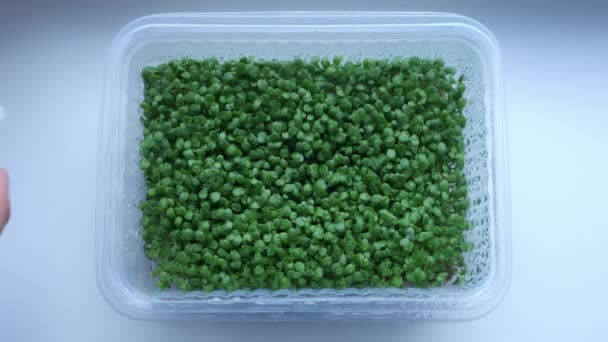 Micro-vegetação com pequenas folhas verdes é pulverizada a partir de pulverizador com água. — Vídeo de Stock