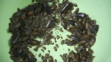 Arjantinli hamamböcekleri küçük ve büyük leğen kemiğinde gezinirler, yakından bakarlar..