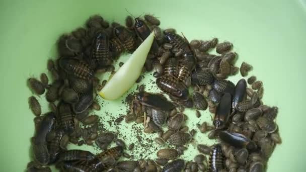 Mulți gândaci argentini care mănâncă pere târându-se în pelvis, vedere de aproape . — Videoclip de stoc