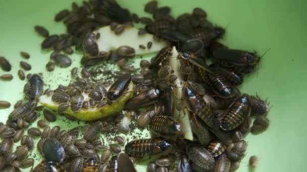 Pek çok Arjantinli hamamböceği, leğen kemiğinde sürünen armut yiyor.. — Stok video