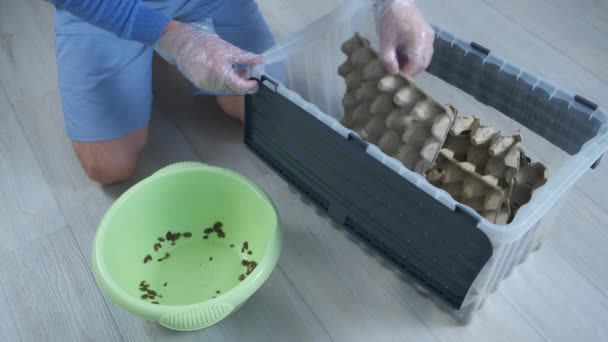 L'uomo sta pulendo il terrario con grandi scarafaggi e spostando insetti nel bacino. — Video Stock