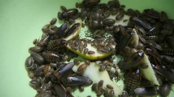 Muchas cucarachas argentinas comiendo pera arrastrándose en la pelvis, vista de cerca. — Vídeos de Stock