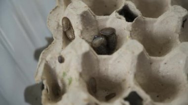 Pek çok küçük ve büyük Arjantin hamamböcekleri teraryumda sürünüyor, yakından bakıyorlar..