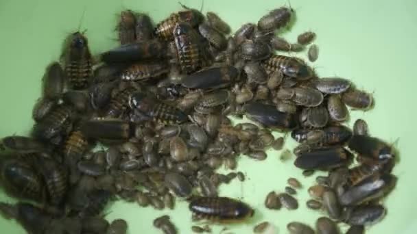 Аргентинские тараканы маленькие и большие ползают в тазу, вид вблизи. — стоковое видео