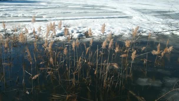 Sazlıklar ve donmuş göl ilkbaharın başlarında eriyen karla kaplı.. — Stok video