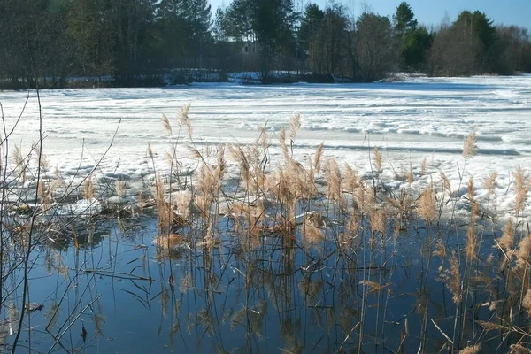 Reeds, floresta e lago congelado coberto derretendo neve no início da primavera. — Fotografia de Stock