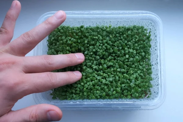 Ман руки касаются микрозелени с маленькими зелеными листьями в пластиковом контейнере. — стоковое фото