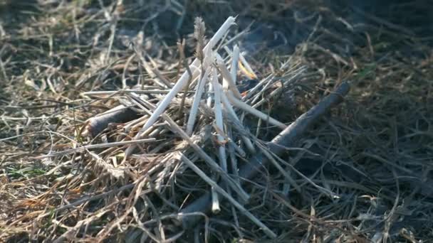 Pequeña hoguera de palos y hierba seca está ardiendo en la naturaleza. — Vídeo de stock