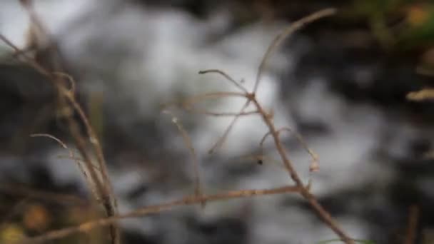 Il torrente scorre nella foresta tra gli alberi — Video Stock