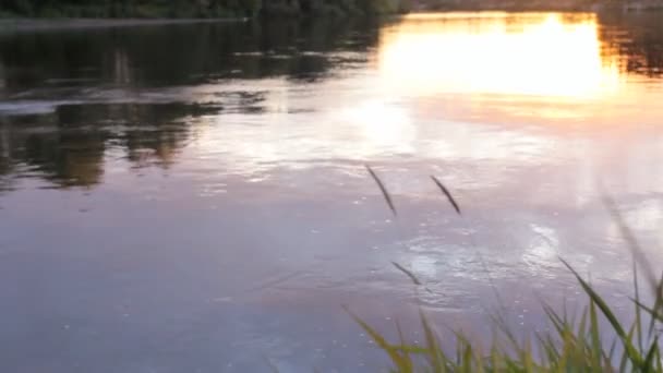 Nehir, orman günbatımında bir su birikintisi. — Stok video