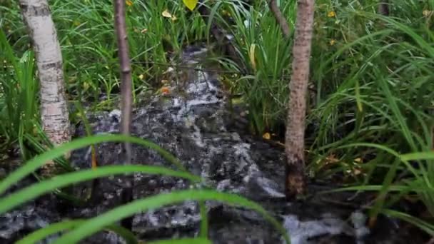 Bäcken rinner in i skogen bland träden — Stockvideo