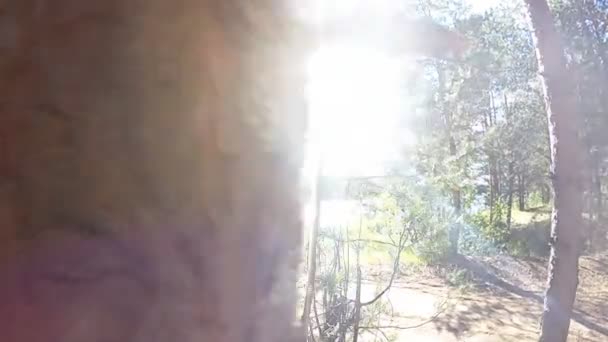dans la forêt au coucher du soleil 
