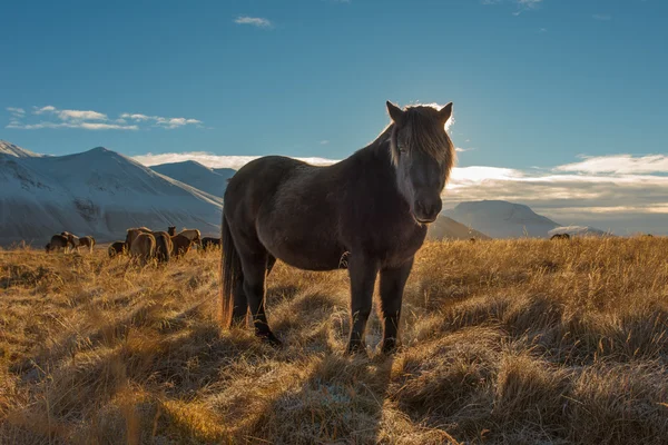 Un bel cavallo islandese in un campo nella giornata di sole — Foto Stock