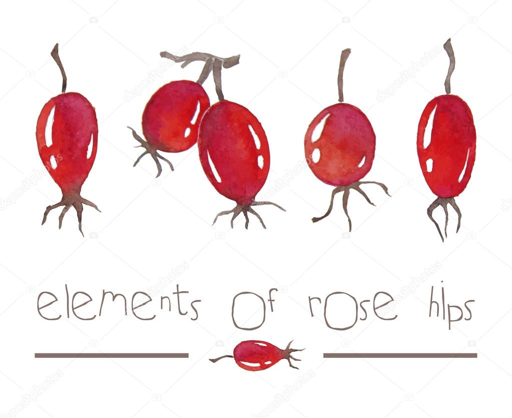 elements of rose hips