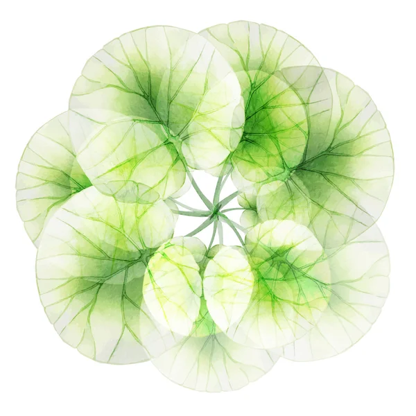 Motif floral avec des feuilles de lotus — Image vectorielle