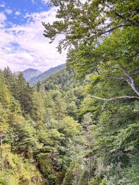 Dağ ormanlarının çalılıklarının üstünden dağ nehirlerinin yatağına kadar uzanan dik yamaçlar..