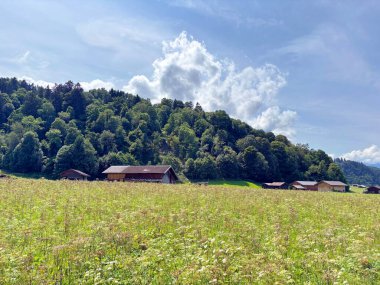 Açık güneşli bir günde, sık bir ormanın eteğindeki dağlık bir yerleşim bölgesinin çevresindeki verimli yaz bitkilerinin manzarası..