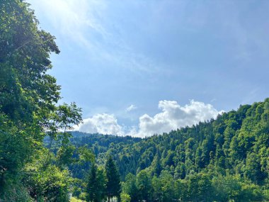 Tepelerin yamaçlarındaki dağ ormanlarının tepelerini aydınlatan güneş ışınlarına bakın..