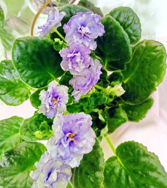 Çok renkli menekşelerin açık tomurcuklarının inanılmaz güzelliği evimizin pencere pervazını ya da evimizin avlusunu süsleyecek..