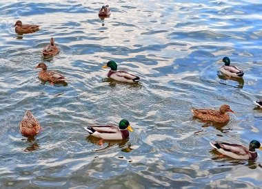 Monastyrsky Adası kıyılarında sonbahar güneşinin tadını çıkaran bir ördek sürüsüyle hoş bir karşılaşma..