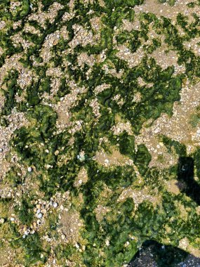 Dinyeper sahilini kaplayan nehir yosununun yukarıdan görünüşü, kurak yaz aylarında ortaya çıktı..