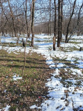 Dinyeper ormanında kar örtüsüyle örtülü yumuşak yapraklardan bir halının üzerinde yürümek..