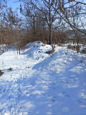 Parlak, soğuk bir güneşin altında çıplak bir bozkır ormanının doğal bir resmi..