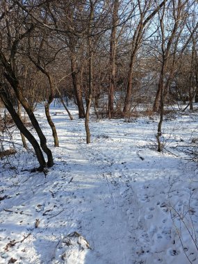 Kışın çıplak Dinyeper ormanının çalılıklarında, karla kaplı patikalarda akşam güneşinin altında yürümek çok hoş..